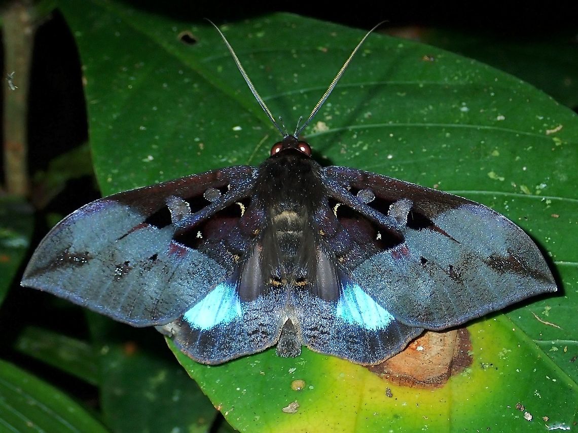 Moth - Ischyja inferna  Ischyja inferna,Malaysia,Moth,Sabah