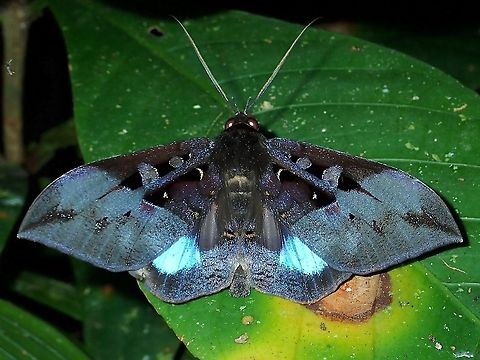 Moth - Ischyja inferna  Ischyja inferna,Malaysia,Moth,Sabah
