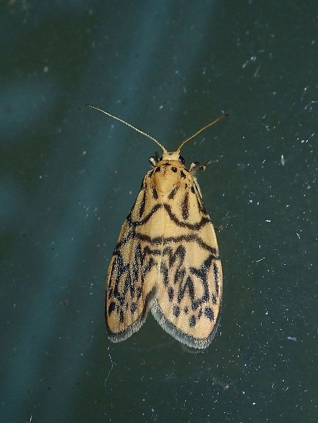 Moth - Nanarsine emiks  Malaysia,Moth,Nanarsine emiks,Sabah