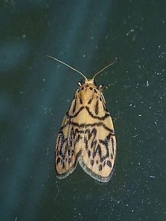 Moth - Nanarsine emiks  Malaysia,Moth,Nanarsine emiks,Sabah