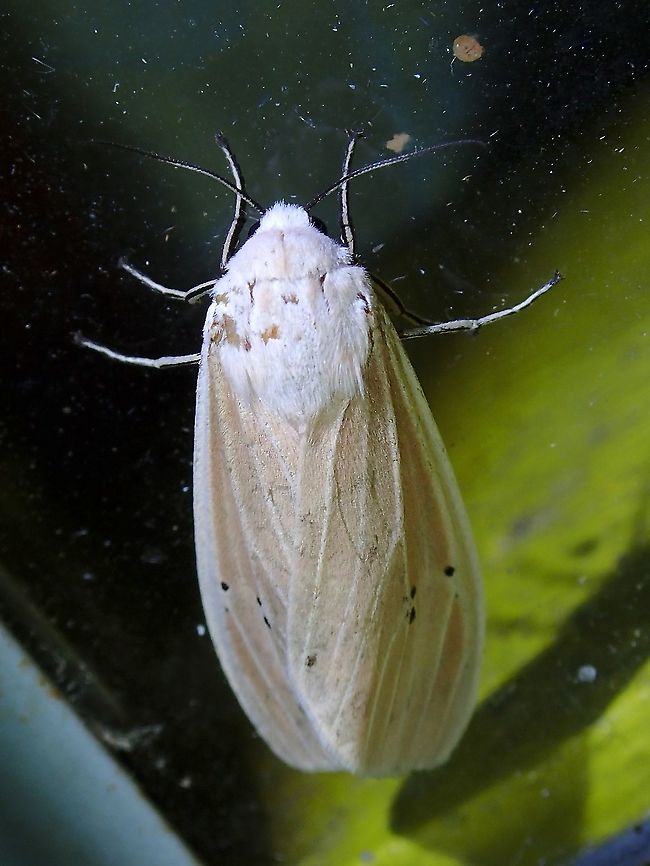 Moth - Vamuna maculata  Malaysia,Moth,Sabah,Vamuna maculata
