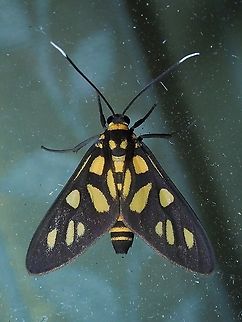 Moth - Amata macroflavifer  Amata macroflavifer,Malaysia,Moth,Sabah