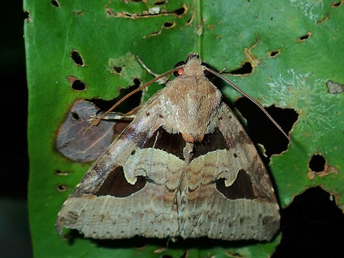 Moth - Avatha bubo  Avatha bubo,Malaysia,Moth,Sabah