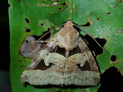 Moth - Avatha bubo  Avatha bubo,Malaysia,Moth,Sabah