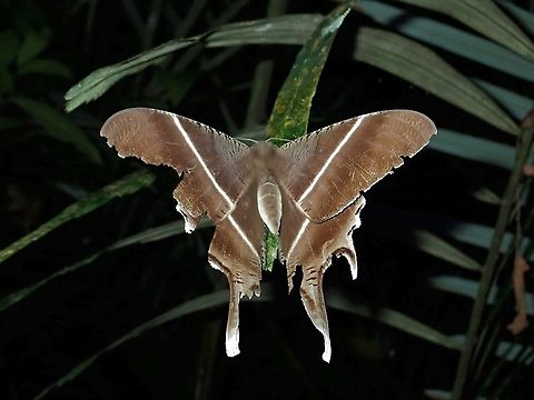 Tropical Swallowtail Moth - Lyssa zampa  Lyssa zampa,Malaysia,Moth,Sabah,Tropical Swallowtail Moth
