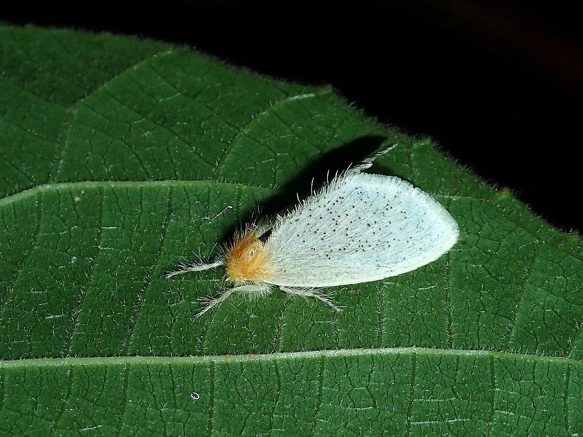 Moth - Euproctis kamburonga  Euproctis kamburonga,Malaysia,Moth,Sabah