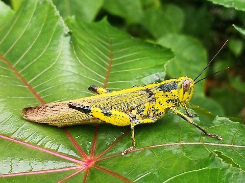 Beautiful Pest  Grasshopper,Javanese Grasshopper,Malaysia,Penang,Valanga nigricornis