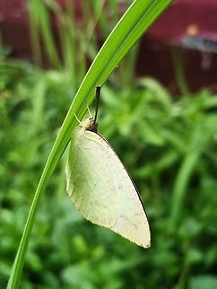 Lemon Migrant - Catopsilia pomona  Butterfly,Catopsilia pomona,Lemon Emigrant,Lemon Migrant,Malaysia,Penang