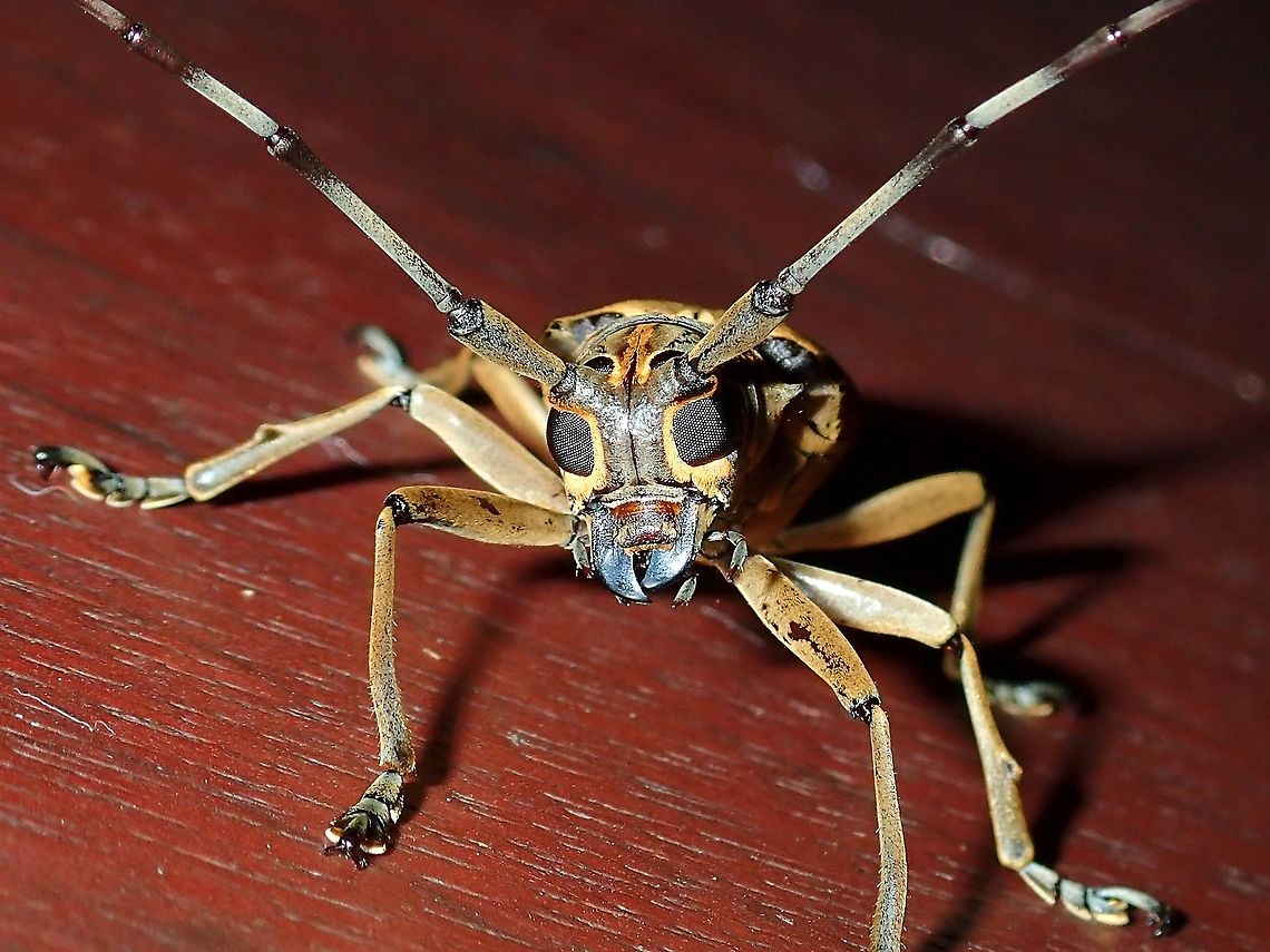 Longhorn Beetle - Epepeotes lateralis  Beetle,Epepeotes lateralis,Longhorn Beetle,Malaysia,Sabah