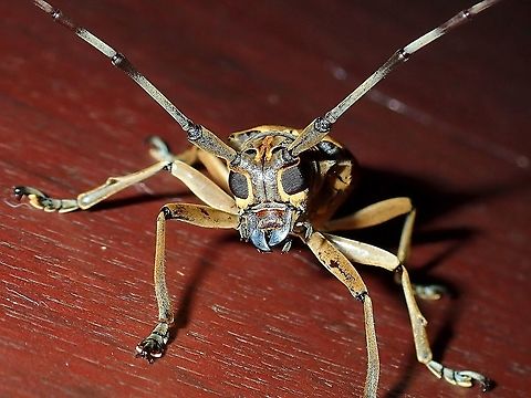Longhorn Beetle - Epepeotes lateralis  Beetle,Epepeotes lateralis,Longhorn Beetle,Malaysia,Sabah