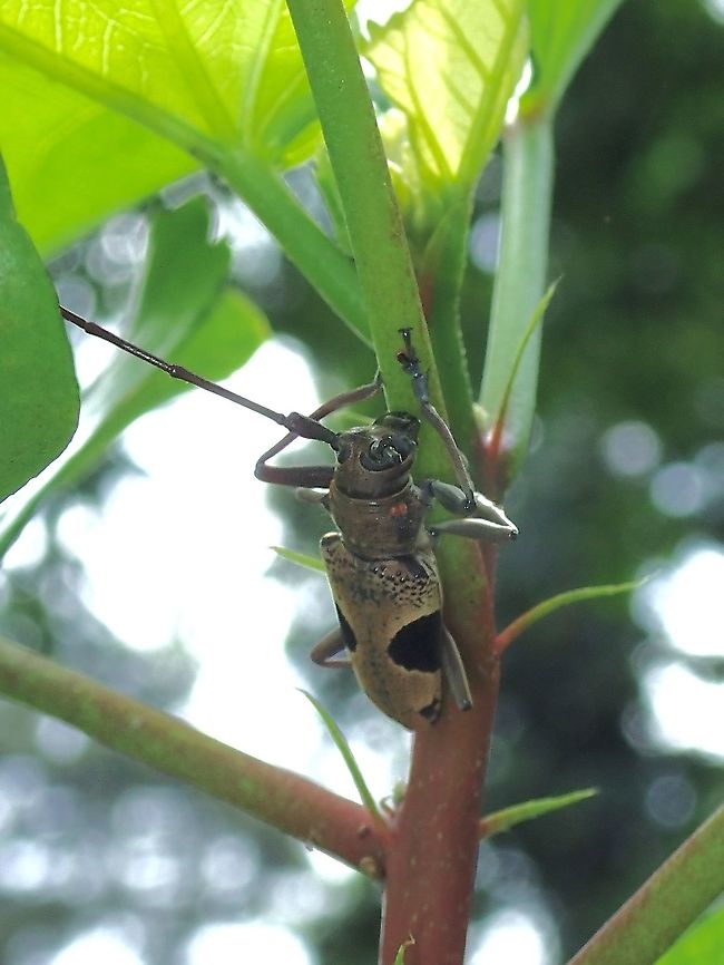 Longhorn Beetle - Epepeotes lateralis  Beetle,Epepeotes lateralis,Longhorn Beetle,Malaysia,Sabah