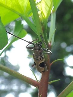 Longhorn Beetle - Epepeotes lateralis  Beetle,Epepeotes lateralis,Longhorn Beetle,Malaysia,Sabah