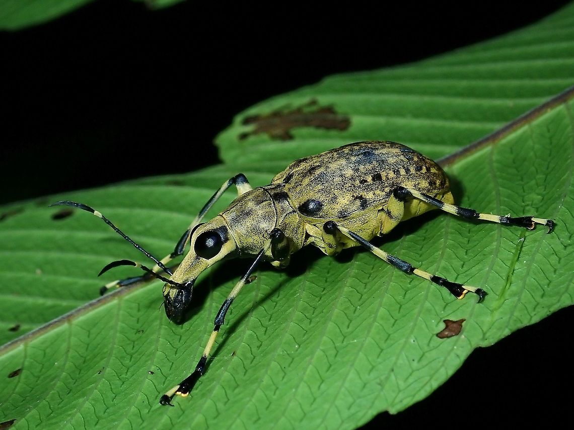 Fungus Weevils - Mecocerus sp. Female Fungus Weevils from the genus Mecocerus.<br />
Males have longer antennae. Anthribinae,Fungus Weevil,Malaysia,Mecocerus,Mecocerus sp,Sabah,Weevil