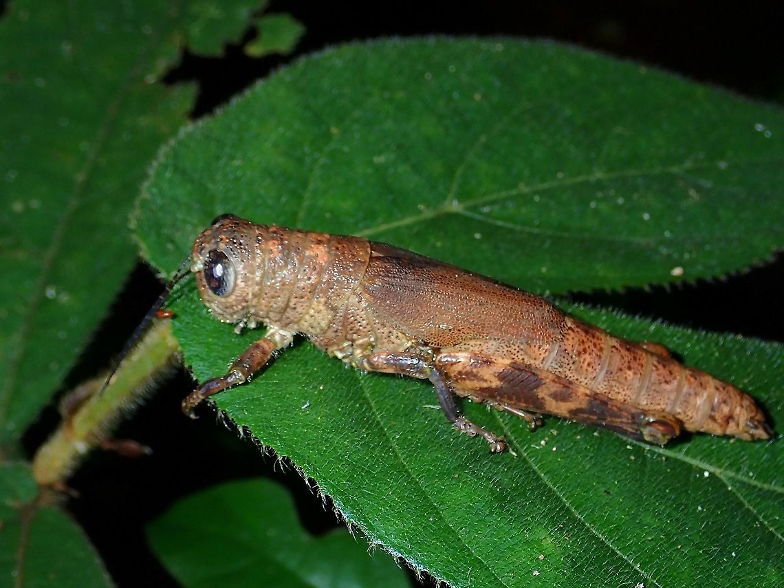 Grasshopper - Pareuthymia sp.  Grasshopper,Malaysia,Pareuthymia,Pareuthymia sp,Sabah