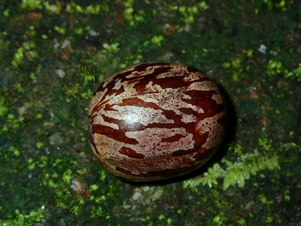 Rubber Seed Seed of Rubber Tree - Hevea brasiliensis, an introduced plant to the country from South America. Hevea brasiliensis,Malaysia,Rubber,Rubber Tree,Sabah