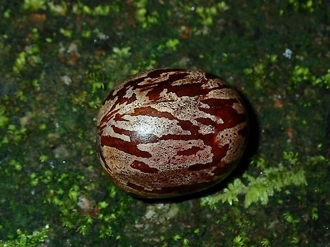 Rubber Seed Seed of Rubber Tree - Hevea brasiliensis, an introduced plant to the country from South America. Hevea brasiliensis,Malaysia,Rubber,Rubber Tree,Sabah