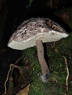 Old Man of the Woods  Malaysia,Old man of the woods,Sabah,Strobilomyces strobilaceus