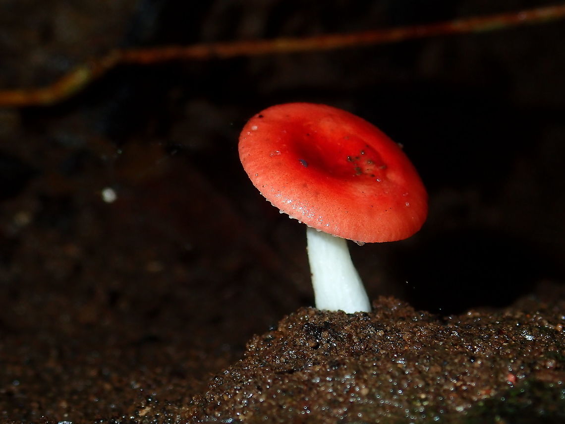 Brittlegills - Russula sp.  Brittlegills,Fungi,Malaysia,Russula,Russula sp,Sabah