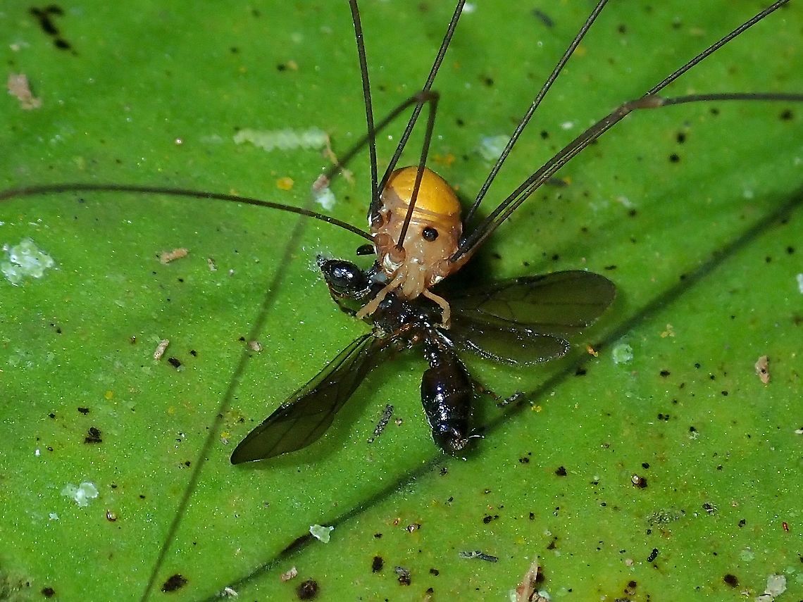 Harvestmen - Sclerosomatidae Harvestmen from the family of Sclerosomatidae. Harvestmen,Malaysia,Sabah,Sclerosomatidae