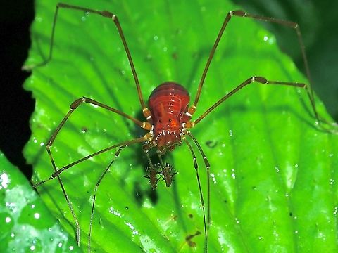 Harvestmen - Epedanidae Harvestmen from the family of Epedanidae. Epedanidae,Harvestment,Malaysia,Sabah