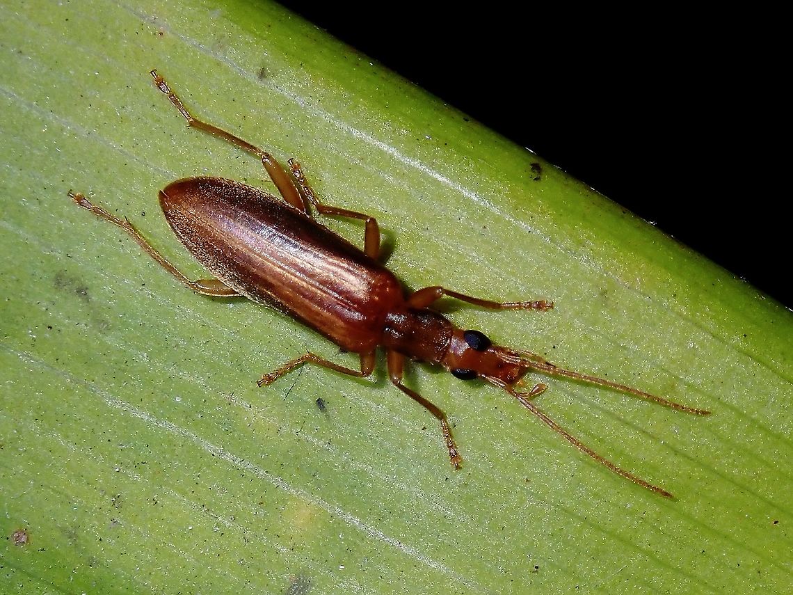 Blister Beetle Blister Beetle from the family of Oedemeridae. Beetle,Blister Beetle,French Polynesia,Oedemeridae,Tahiti