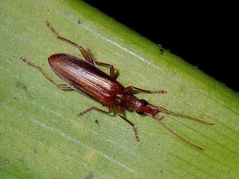 Blister Beetle Blister Beetle from the family of Oedemeridae. Beetle,Blister Beetle,French Polynesia,Oedemeridae,Tahiti