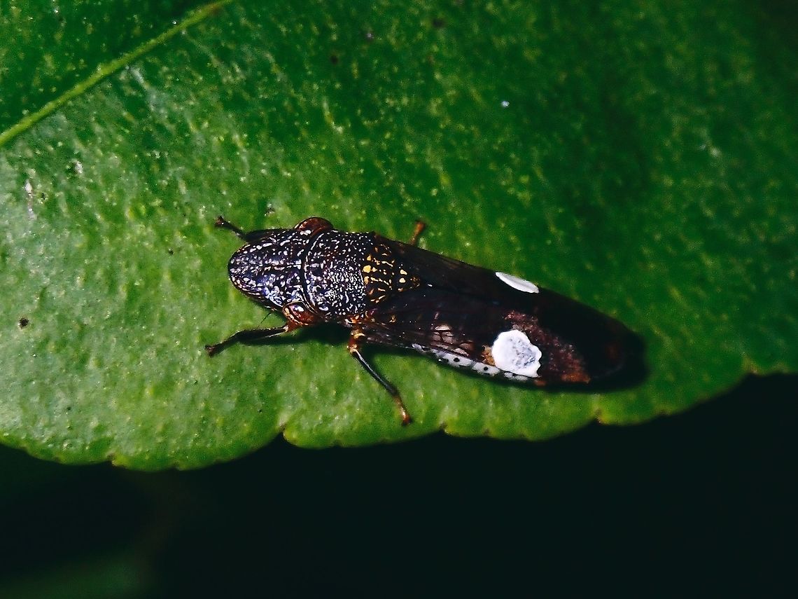 Glassy-Winged Sharpshooter - Homalodisca vitripennis  French Polynesia,Glassy-Winged Sharpshooter,Homalodisca vitripennis,Sharpshooter,Tahiti