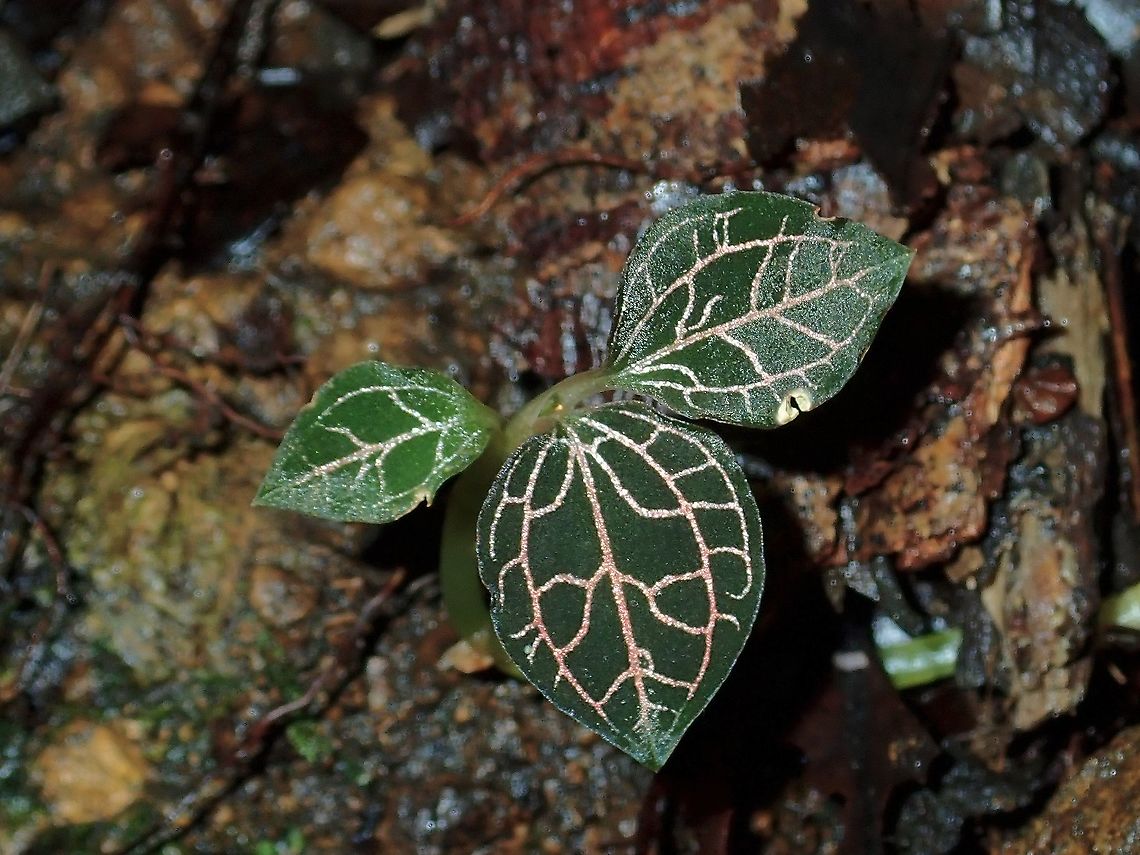 Jewel Orchids - Anoectochilus Do see this Jewel Orchids plants occasionally during walks in the forest but seldom see them in flowers :( Anoectochilus,Jewel Orchids,Malaysia,Orchid,Sabah