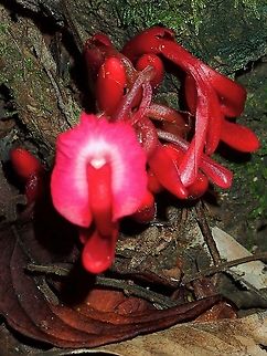 Flowers - Etlingera brevilabrum Flowers of Family Zingiberaceae Gingers. Etlingera brevilabrum,Flowers,Malaysia,Plant,Sabah