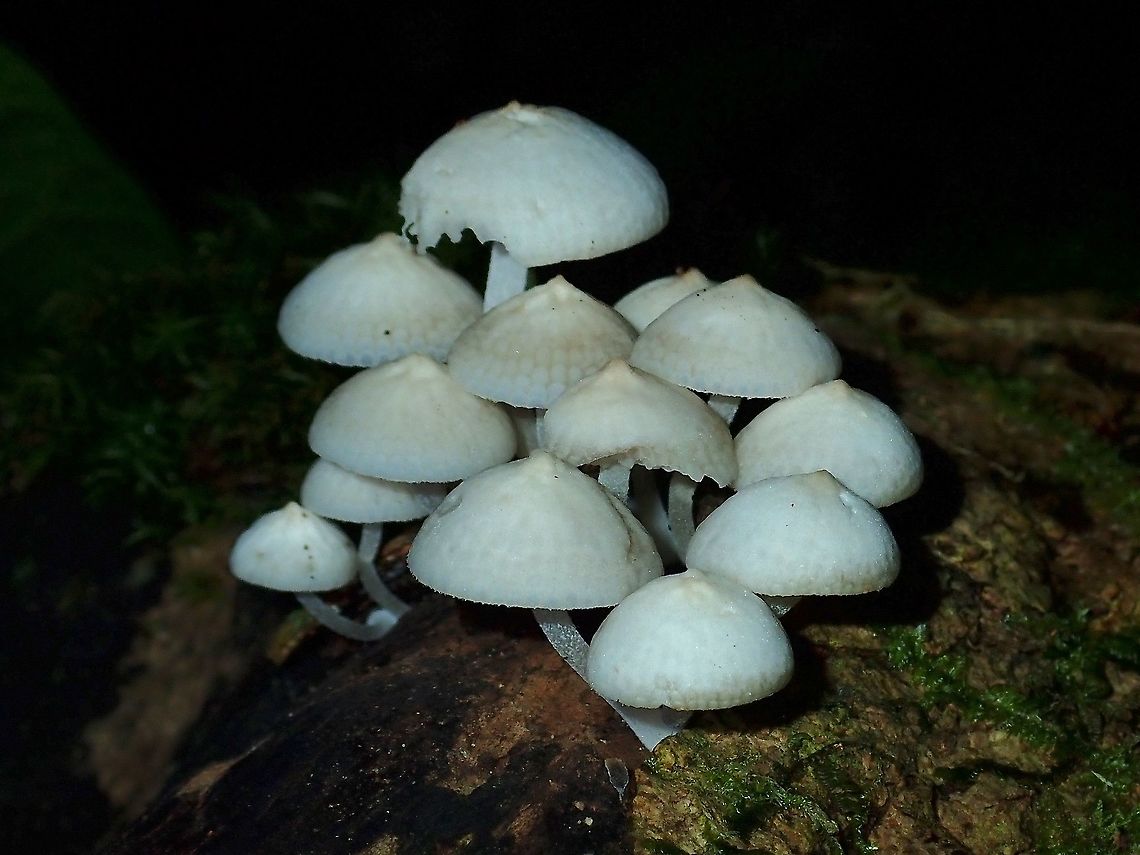 Mushrooms - Favolaschia manipularis  Favolaschia manipularis,Malaysia,Mushrooms,Sabah