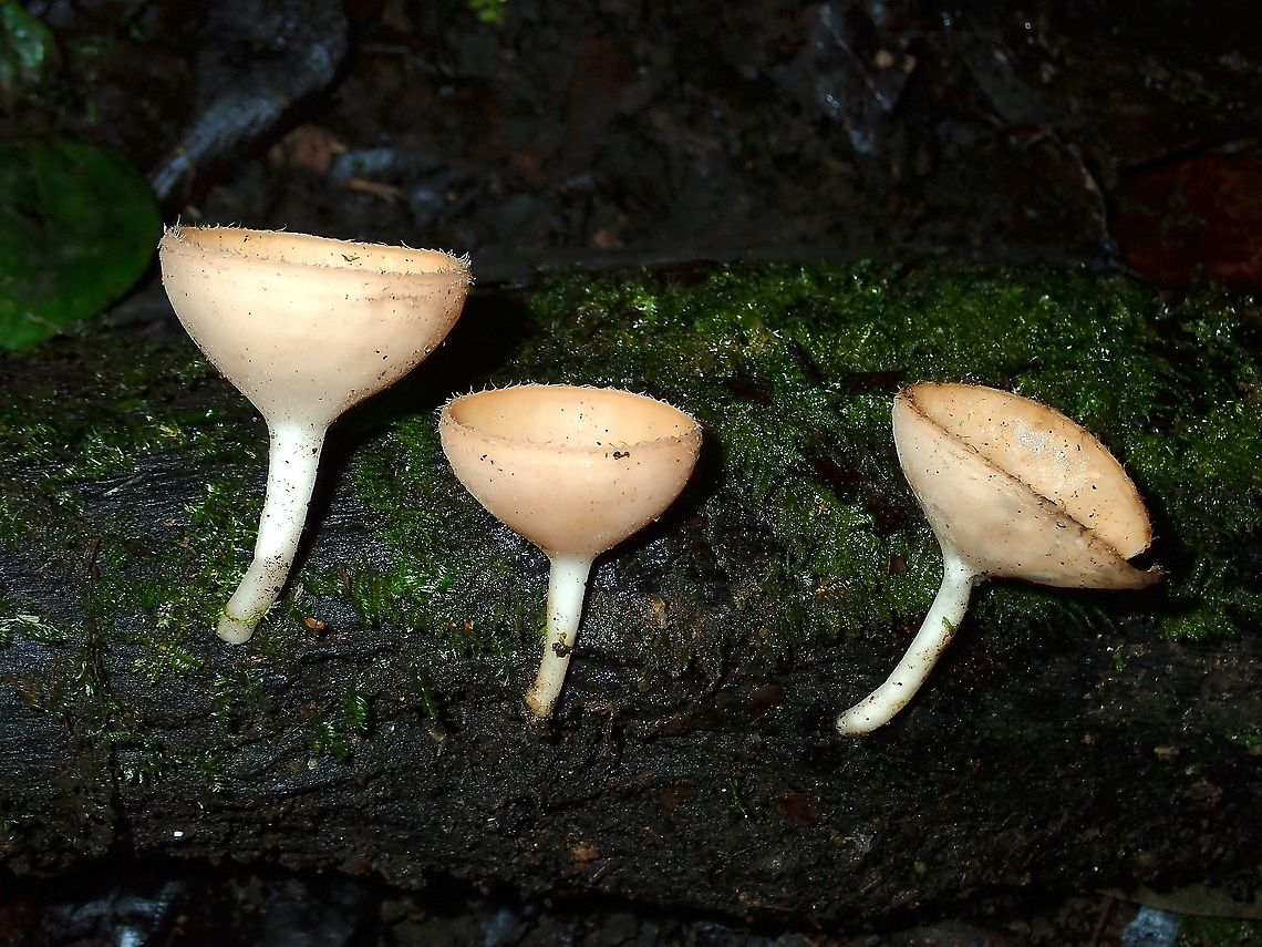 Elf Cups - Cookeina speciosa  Cookeina speciosa,Fungi,Malaysia,Mushroom,Sabah