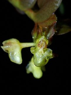 Stream Orchid - Appendicula sp.  Appendicula,Appendicula sp,Malaysia,Orchid,Sabah,Stream Orchid