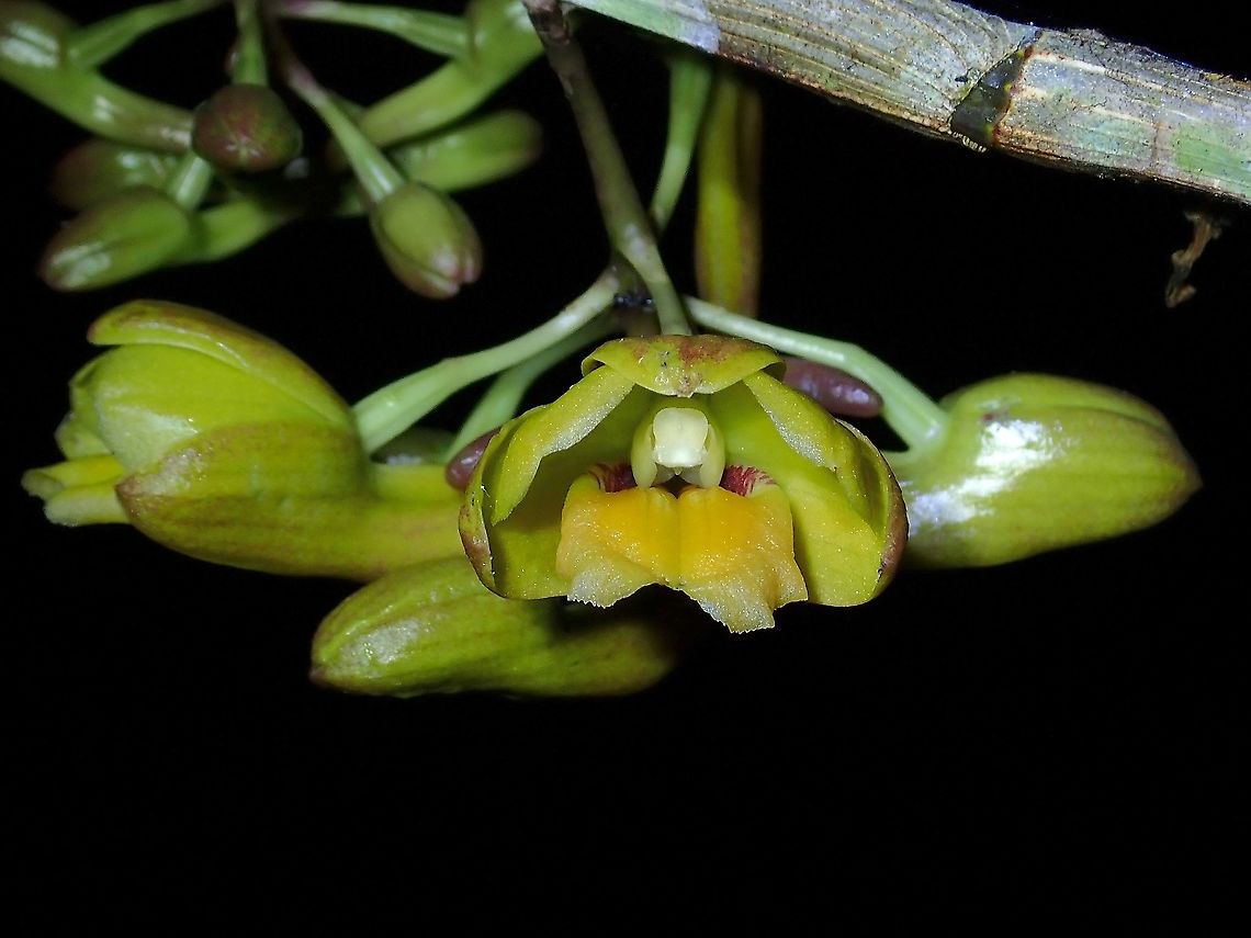 Orchid - Section Calcarifera Orchids from Section Calcarifera<br />
Orchids from genus Dendrobium are under this Section.<br />
<br />
Saw this Orchids over period of 4 days, first day it was just buds and finally, before departing, one of the buds blooms although not fully. Calcarifera,Malaysia,Orchid,Orchids,Sabah