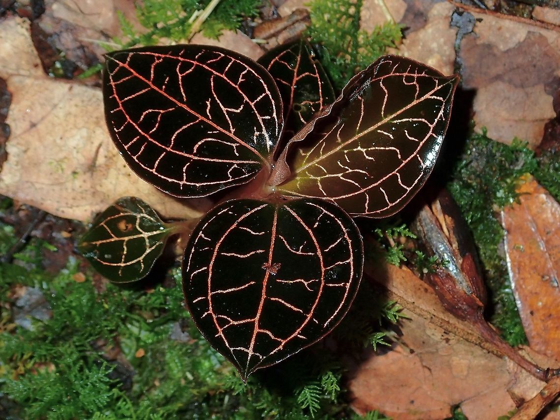 Orchids - Subtribe Goodyerinae  Goodyerinae,Malaysia,Orchid,Orchids,Sabah