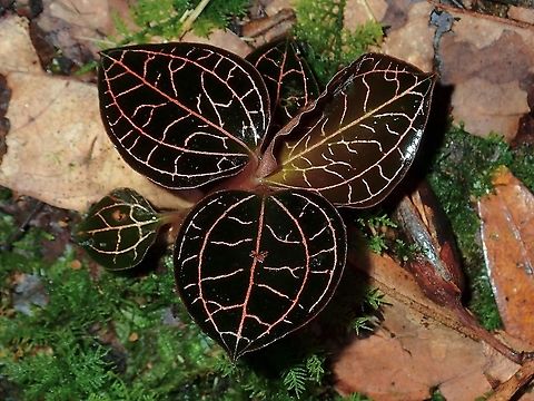 Orchids - Subtribe Goodyerinae  Goodyerinae,Malaysia,Orchid,Orchids,Sabah