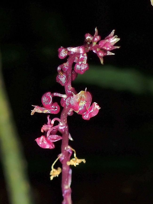 Orchids - Malaxideae Orchids from the Tribe Malaxideae Malaxideae,Malaysia,Orchid,Orchids,Sabah