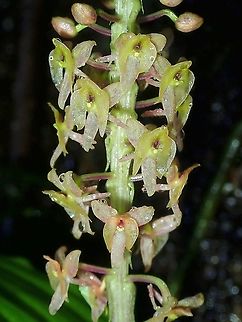 Orchids - Malaxideae Orchids from the Tribe Malaxideae. Malaxideae,Malaysia,Orchid,Orchids,Sabah