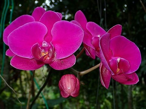 Moth Orchids - Phalaenopsis sp  Malaysia,Moth Orchids,Orchid,Orchids,Phalaenopsis,Phalaenopsis sp,Sabah