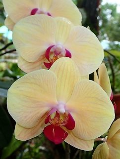 Moth Orchids - Phalaenopsis sp.  Malaysia,Moth Orchids,Orchids,Phalaenopsis,Phalaenopsis sp,Sabah