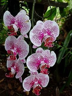 Moth Orchids - Phalaenopsis sp.  Malaysia,Moth Orchids,Orchid,Orchids,Phalaenopsis,Phalaenopsis sp,Sabah
