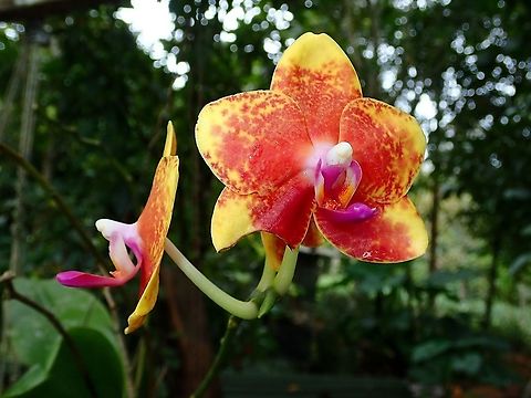 Moth Orchids - Phalaenopsis sp.  Malaysia,Moth Orchids,Orchid,Orchids,Phalaenopsis,Phalaenopsis sp,Sabah