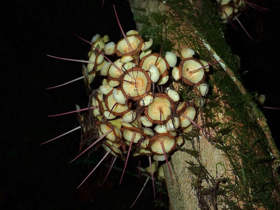 Syzygieae Flowers/buds of Family Syzygieae plant. Flowers,Malaysia,Sabah,Syzygieae,Tree