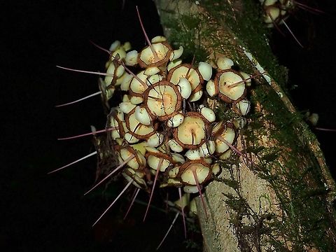 Syzygieae Flowers/buds of Family Syzygieae plant. Flowers,Malaysia,Sabah,Syzygieae,Tree