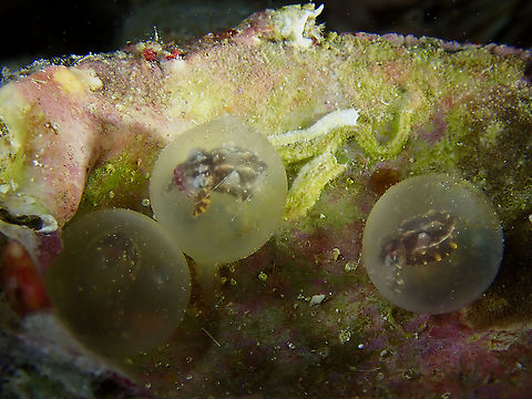 Moment of Birth~ Embryos of Flamboyant Cuttlefish - Metasepia pfefferi, they already are very colourful when fully developed in their eggs and also able to change colours as they swim inside the eggs.

Managed to capture the special moment when one of them hatched, check out the video here :

https://www.youtube.com/watch?v=UIgdMyRnyh4 Ceby,Cuttlefish,Flamboyant Cuttlefish,Malapascua,Metasepia pfefferi,Philippines,Sepia