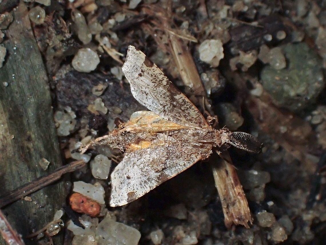 Moth Tiny Moth, less than 1 cm in size. Malaysia,Moth,Moth Week 2020,Penang