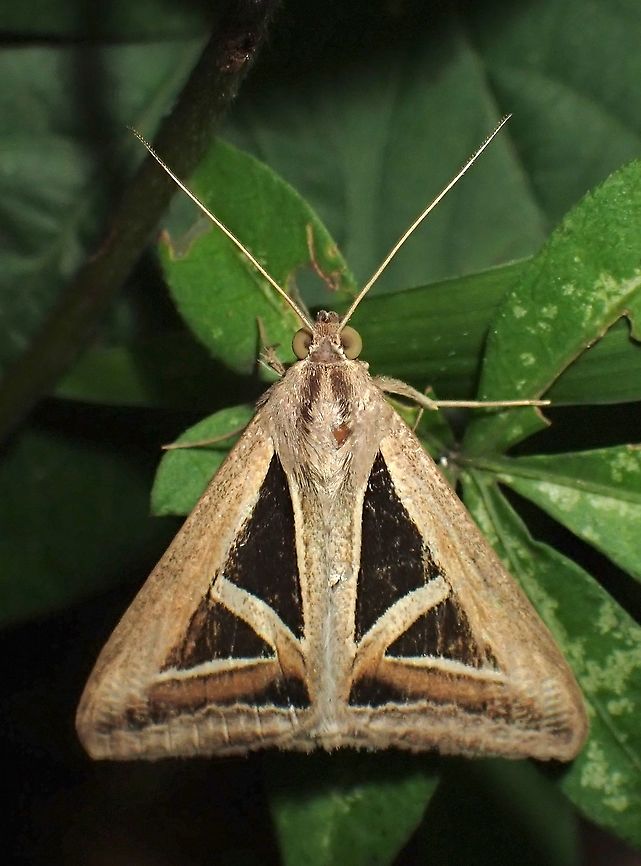 Triangles - Trigonodes hyppasia  Malaysia,Moth,Moth Week 2020,Penang,Triangle Moth,Triangles,Trigonodes hyppasia