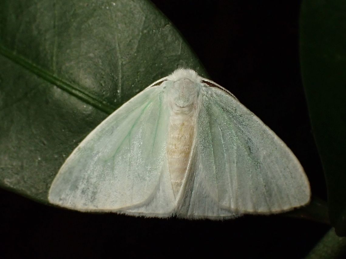 Moth - Arctornis sp.  Arctornis,Arctornis sp,Malaysia,Moth,Moth Week 2020,Penang