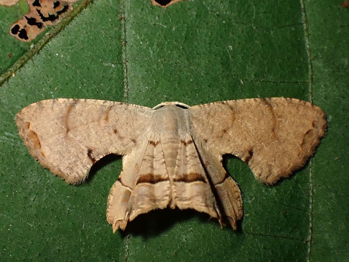 Moth  Malaysia,Moth,Moth Week 2020,Penang