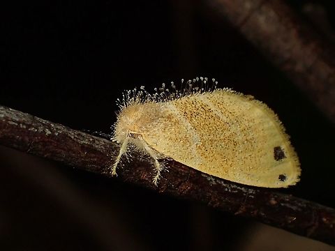 Moth - Artaxa digramma  Artaxa digramma,Malaysia,Moth,Moth Week 2020,Penang