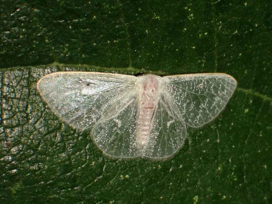 Moth Small sized Moth, around 1.5 cm wing span, with almost transparent wings. Malaysia,Moth,Moth Week 2020,Penang